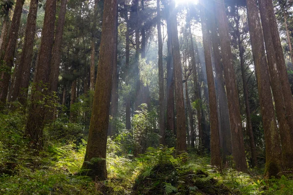 Cedar Trees Forest Sunlight Ray — Foto de Stock