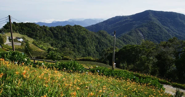 Orange Day Lily Flower Field Taimali Kinchen Mountain Taitung — Stock Photo, Image