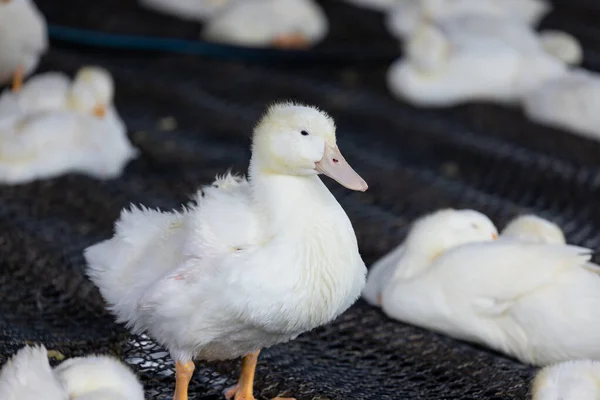 White Duck Farm Taiwan — Stockfoto