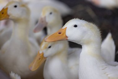 White duck in the farm