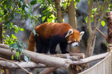 Hayvanat bahçesi parkında kırmızı panda