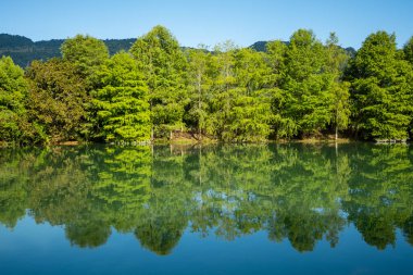 Beautiful greenery forest with water pond reflection