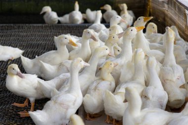 Many ducks in the farm