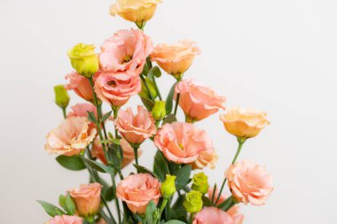 Elegant eustoma in pink color
