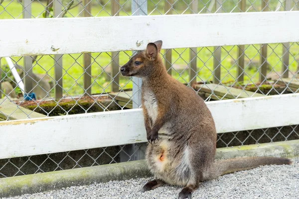 Bir Çantada Bebekle Anne Kanguru — Stok fotoğraf