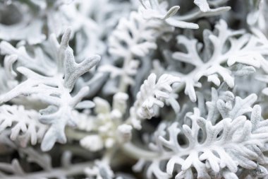 Leaves of Jacobaea maritima plant