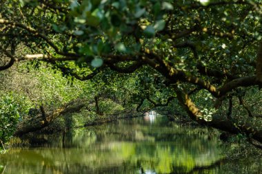Sicao Green Tunnel in Tainan