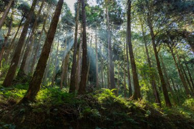 Cedar trees in the forest with through sunlight ray