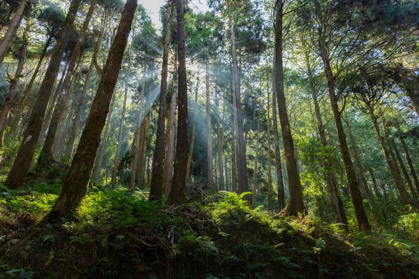 Κέδροι Στο Δάσος Ακτίνες Του Ήλιου — Φωτογραφία Αρχείου