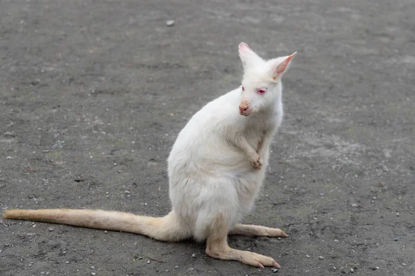 Kangaroo Albinism Zoo Park — Stockfoto