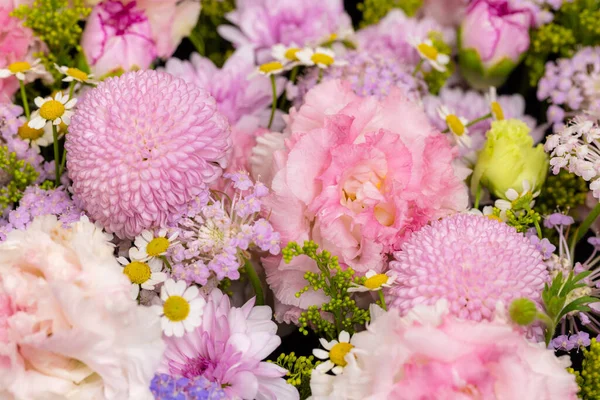 Mor Çiçeklerin Çeşitli Çeşitleri — Stok fotoğraf