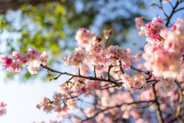 Красивый Цветок Сакуры Дереве — стоковое фото