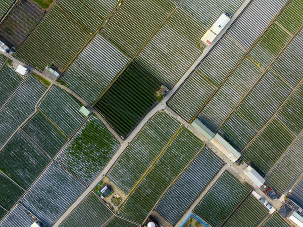 Top View Strawberry Field Dahu Miaoli Taiwan — Stock Photo, Image
