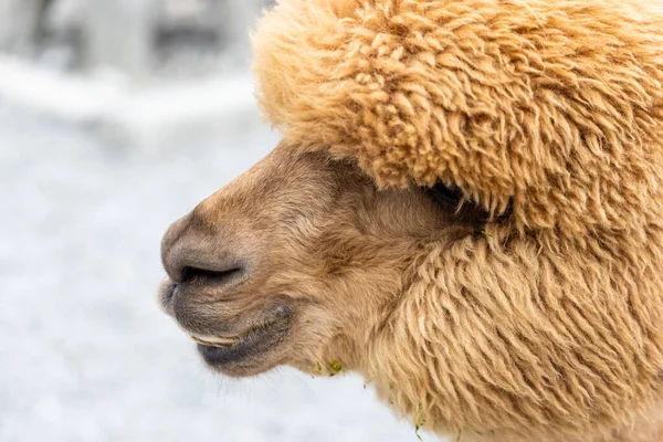 美丽的褐色羊驼 皮毛柔软 — 图库照片