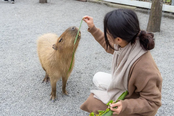 Woman Feed Capybara Tourist Zoo Park — Stockfoto