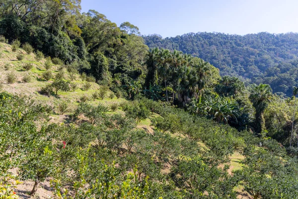 Lush Greenery Forest Mountain Landscape — Foto de Stock