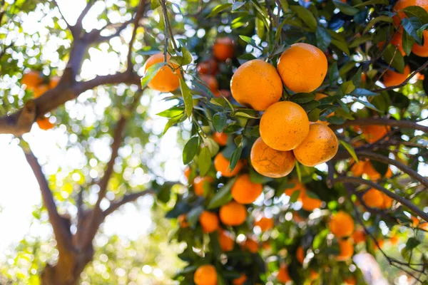 Drzewo Pomarańczowe Ogrodzie Pomarańczowym — Zdjęcie stockowe