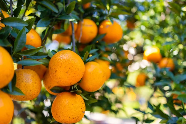 オレンジの庭のオレンジの木 — ストック写真