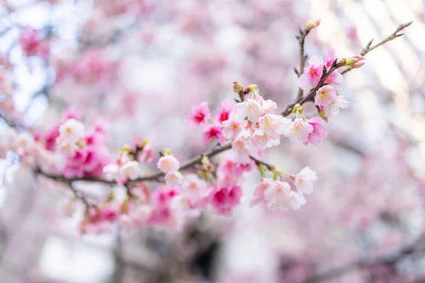 Красива Сакура Розквітне Над Деревом — стокове фото