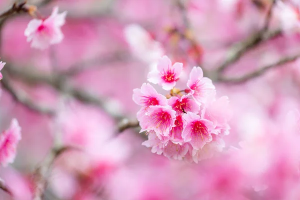 Beautiful Sakura Flower Tree — Stock Photo, Image