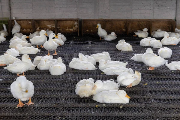 Patos Brancos Saudáveis Uma Fazenda — Fotografia de Stock