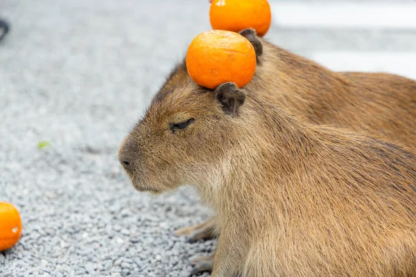 Adorable Little Capybara Enjoying Zoo — Stockfoto