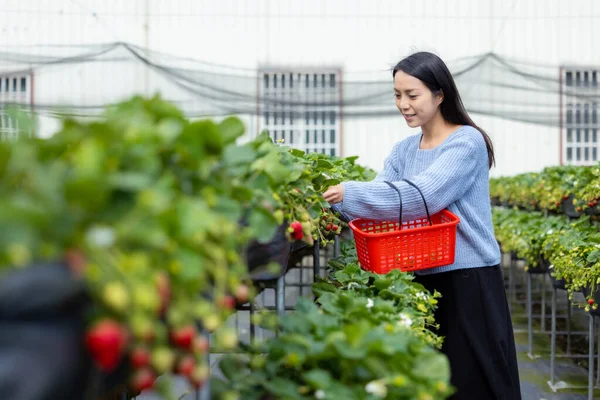 女性はイチゴ畑で熟したイチゴを選ぶ — ストック写真
