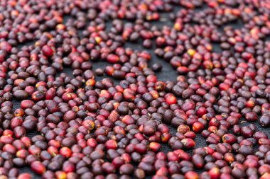 Kahve çekirdekleri güneşte kuruyor.