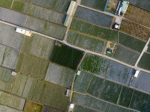 Top View Strawberry Field Dahu Miaoli Taiwan — Stok Foto