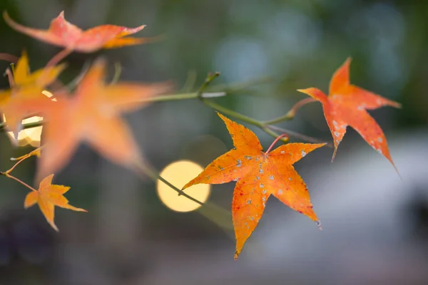 Podzimní Barvy Javoru — Stock fotografie