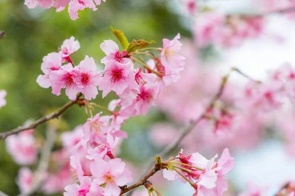 Kirschblütenbaum Auf Dem Hügel — Stockfoto