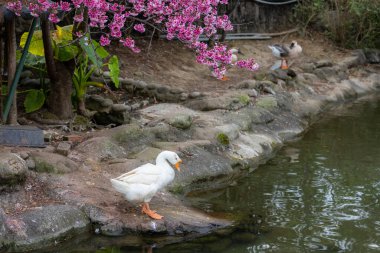 Su birikintisinin yanında beyaz kaz duruyor.