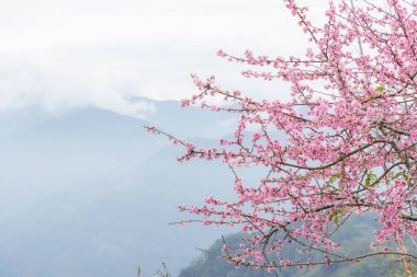 Tepedeki kiraz ağaçları