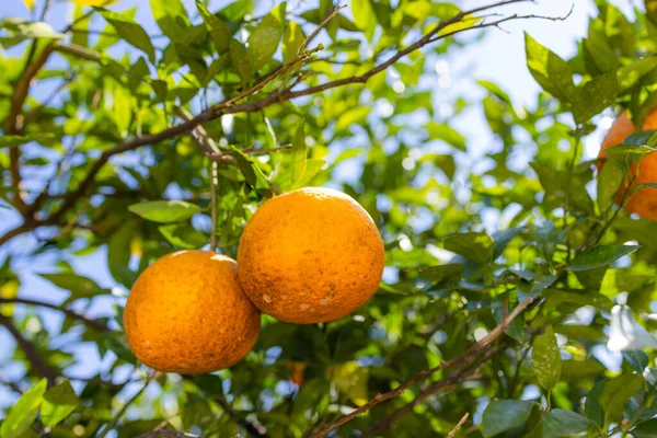 オレンジの庭のオレンジの木 — ストック写真