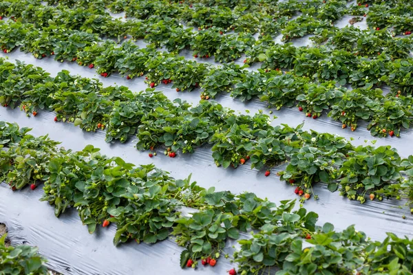 Dicke Erdbeeren Auf Einem Feld — Stockfoto