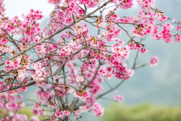 Cherry Blossom Tree Full Bloom — Stock Photo, Image