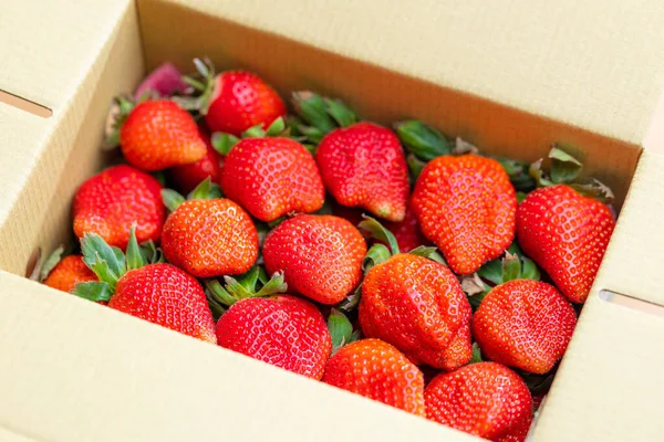 多汁的草莓嵌套在纸板箱里 — 图库照片
