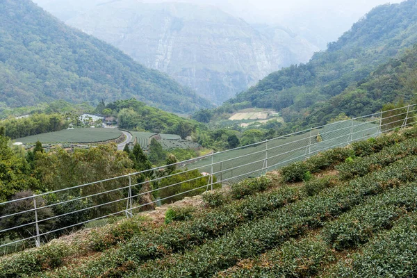 阿里山の斜面に緑豊かな茶畑 — ストック写真
