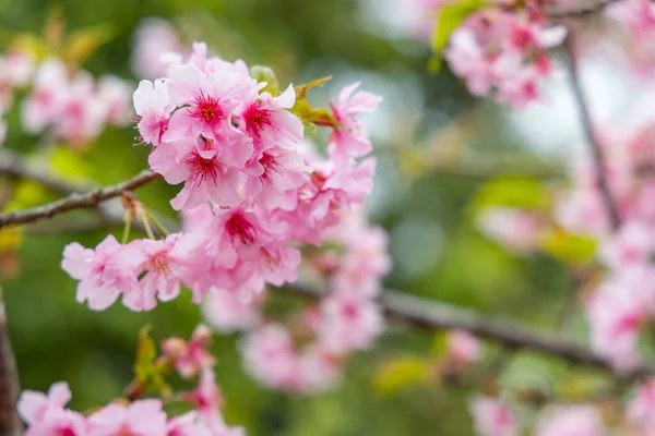 Třešňové Květy Stromů Hoře — Stock fotografie