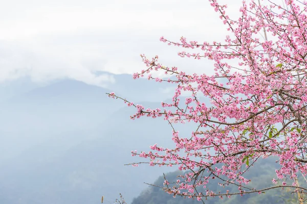 stock image Cherry blossoms tree on the hill