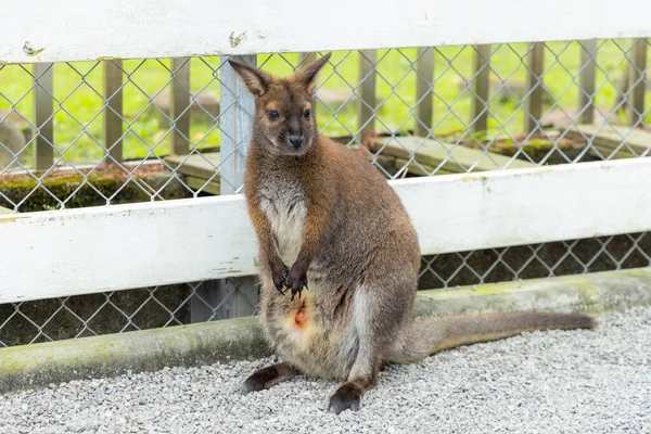 Bir Çantada Bebekle Anne Kanguru — Stok fotoğraf