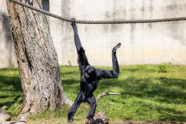 Gibbon Στο Δέντρο Στο Πάρκο Ζωολογικό Κήπο — Φωτογραφία Αρχείου