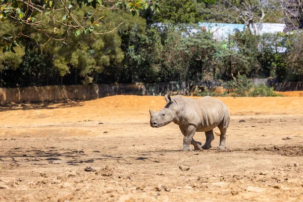 Білі Носороги Дикому Зоопарку — стокове фото
