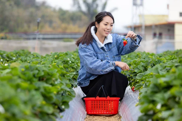 女人在农场里摘草莓 — 图库照片