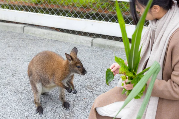 Hayvanat Bahçesi Parkında Kanguru Besleyen Kadın — Stok fotoğraf