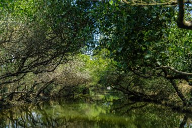 Sicao Green Tunnel in Tainan