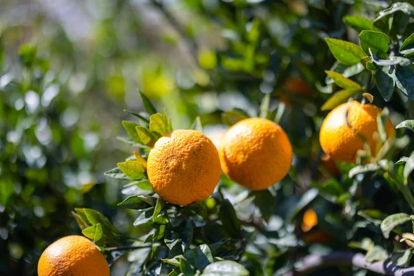 Orange Tree Orange Garden — ストック写真