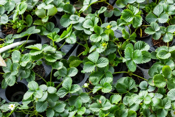 Aardbeienzaailingen Die Uit Grond Opspruiten — Stockfoto