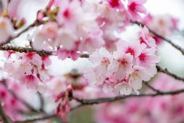 Kirschblüten Voller Blüte — Stockfoto