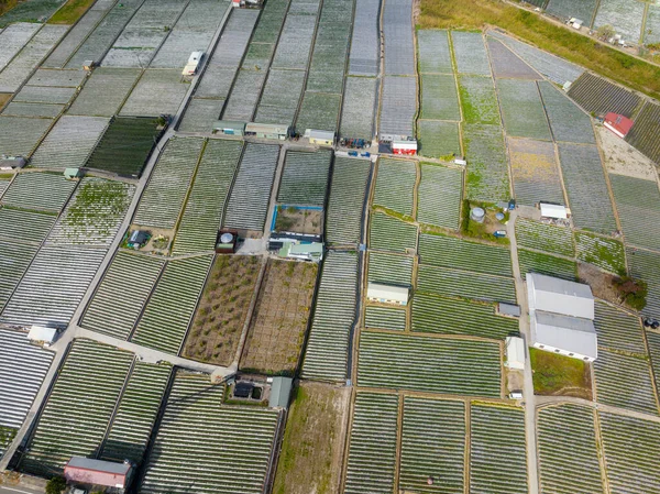 Top View Strawberry Field Dahu Miaoli Taiwan — 图库照片